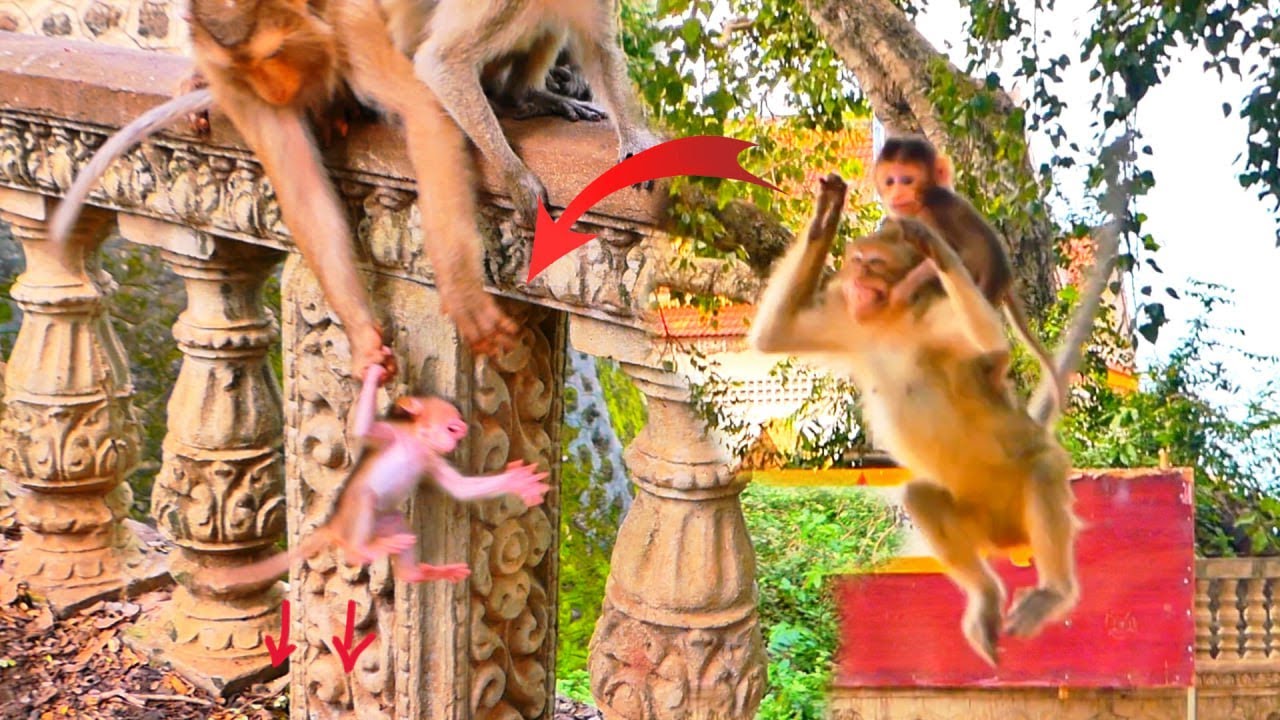 Most Awesome! how Monkey SUSAN Takes Her Baby Back from Sister CHAGO