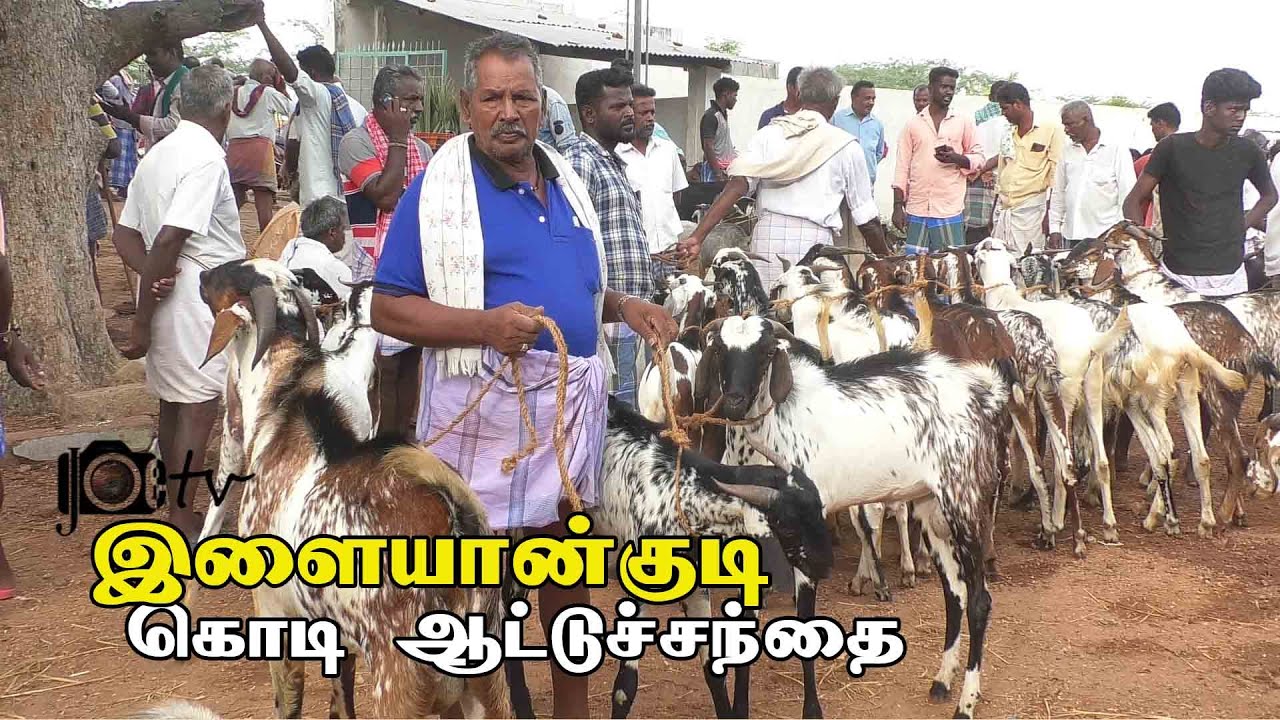 ilayangudi attu santhai  | இளையான்குடி ஆட்டு சந்தை