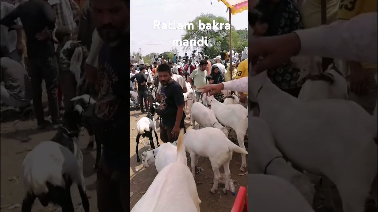 Ratlam bakra mandi (m. p.) #famousshorts #goat #beautifullgoats #whitegoat #viralvideo