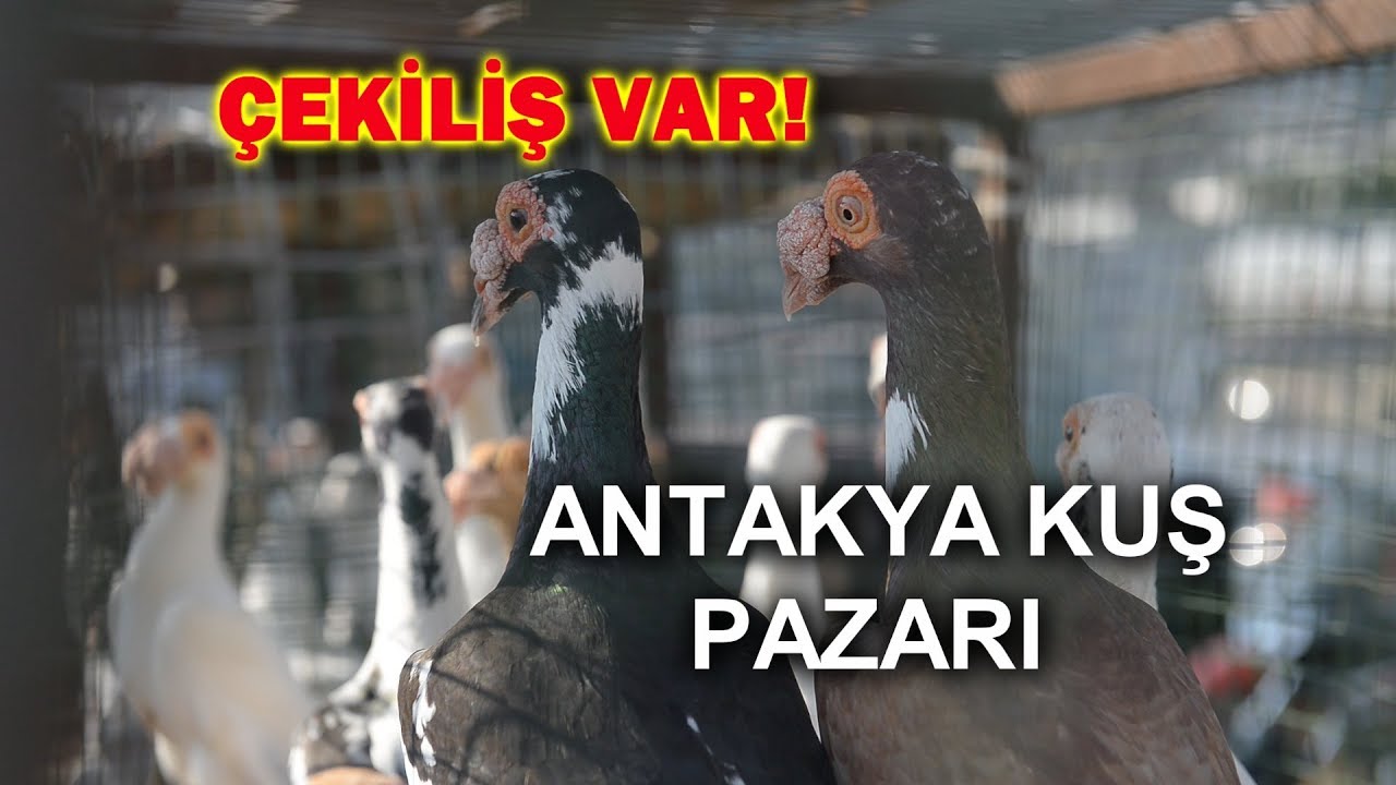 ANTAKYA KUŞ PAZARI - ÇEKİLİŞ VAR!