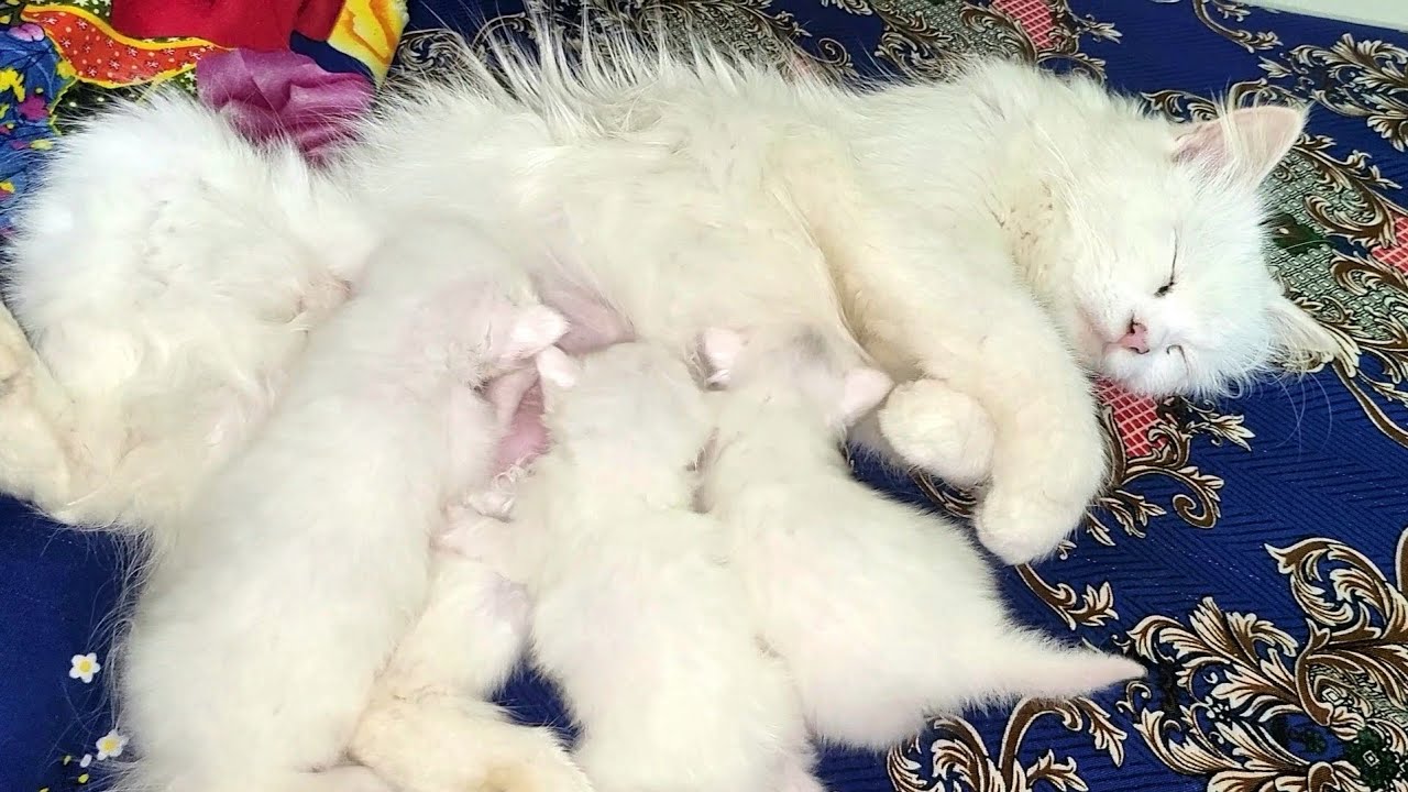 Mother Cat Feeding Her 3 Kids | Adorable Moment | Fluffy Kittens