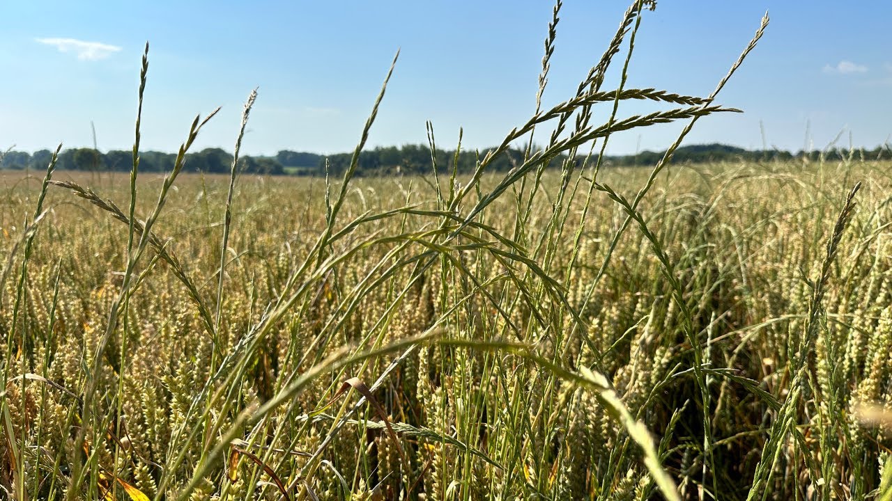 Les 10 commandements de la gestion du ray-grass