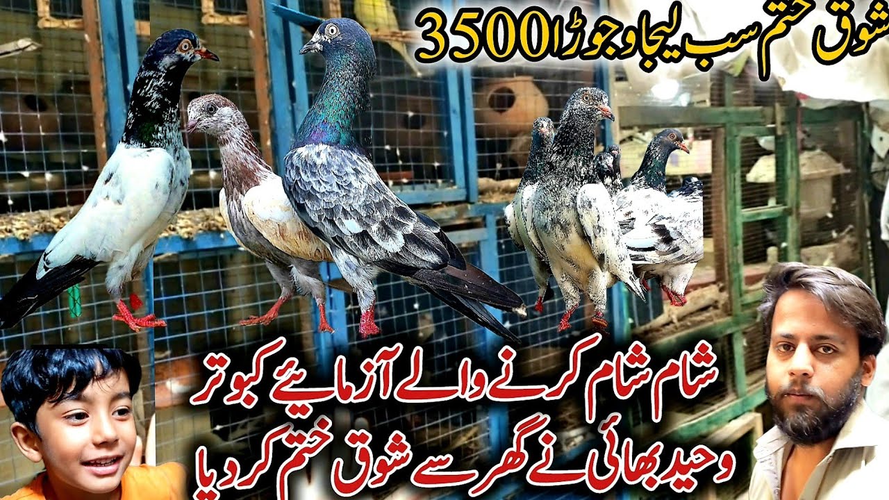 Shok Khatam || Best High Flyer kabootar || August 1, 2025 || 0370-936-7815 