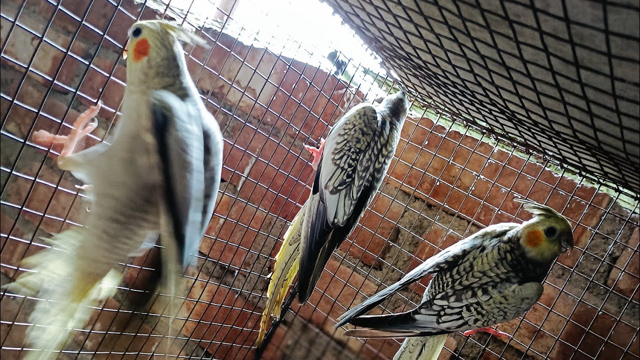 Searching for New Home 🏡 #birds #pigeonlaver #highlights #youtube #cockatiel #birdhouse 