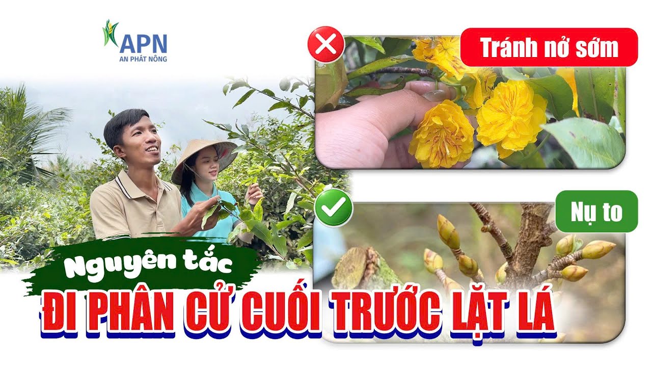 APN - Ý NGHĨA CỦA VIỆC ĐI PHÂN CỬ CUỐI TRƯỚC LẶT LÁ