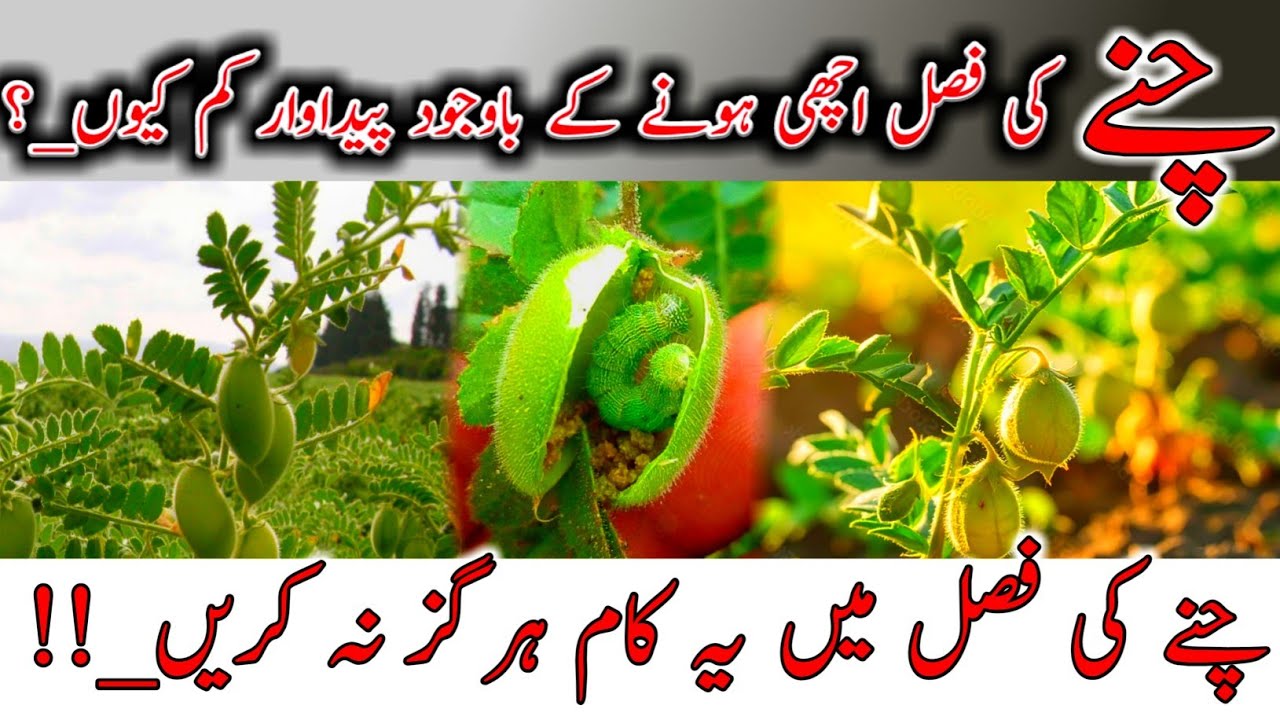 The secret to the best chickpea yields |Chickpea farming |Chickpea Yields |Chickpea Farming Pakistan
