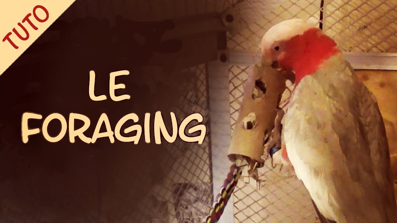 TUTO - Comment faire faire du foraging à son perroquet
