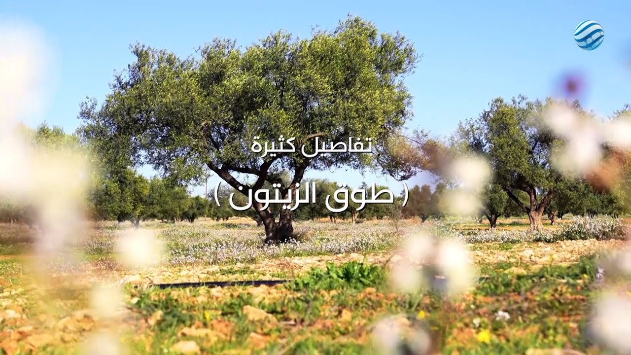 وثائقي طوق الزيتون