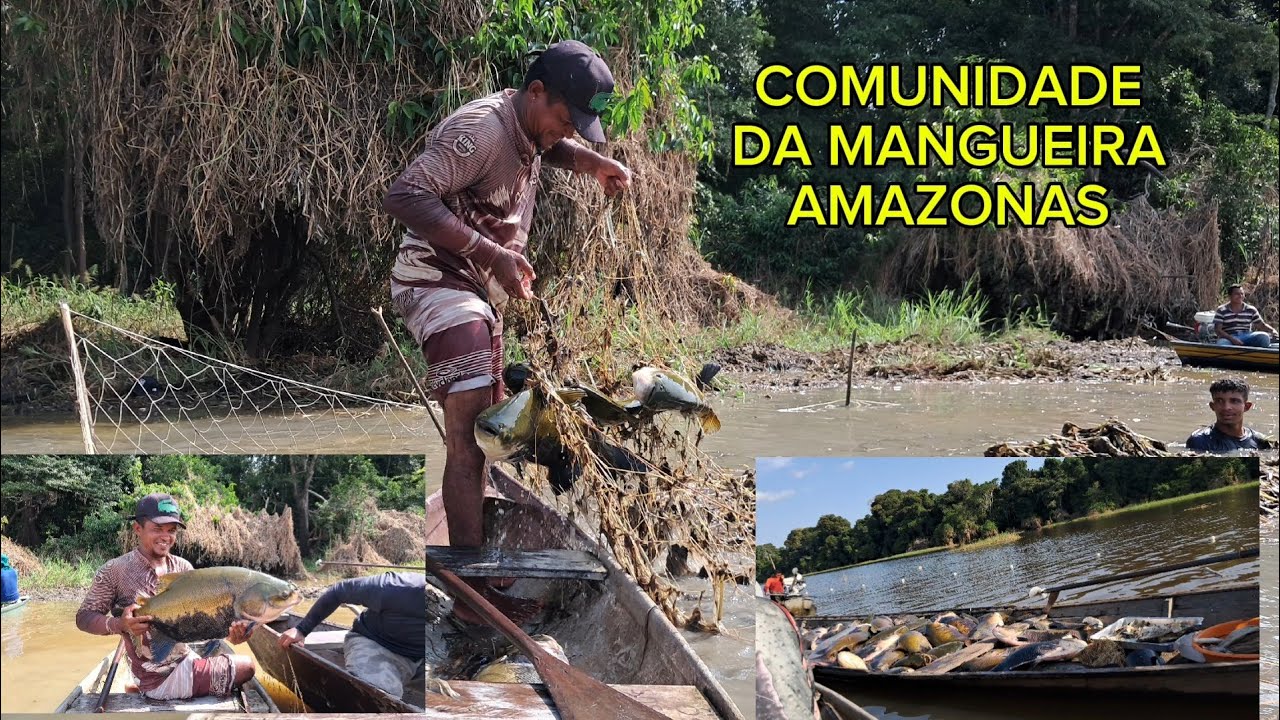 MANEJO DE TAMBAQUI PARTE DOIS ÚLTIMO DIA NO LAGO DO AÇAÍ 