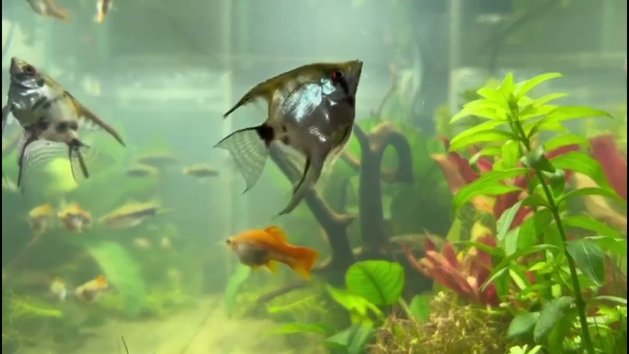 Angelfish and Swordtail fish.