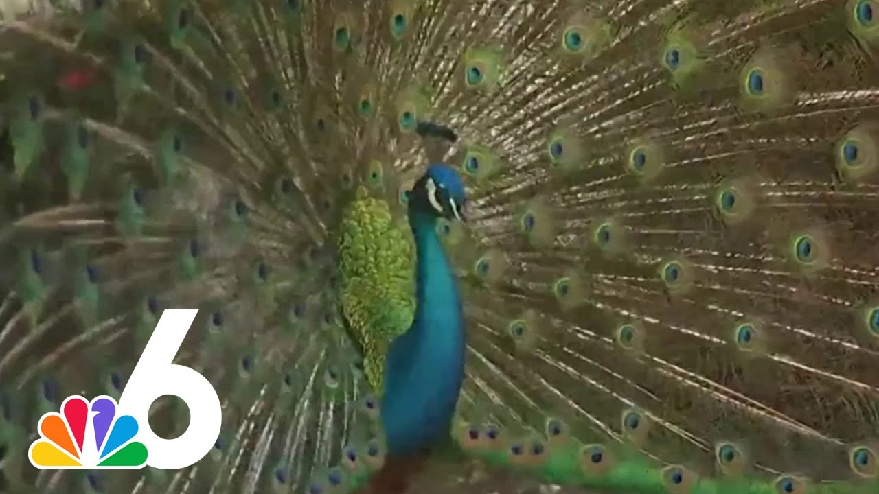 Peacock problems: Miami-Dade infested with ‘CRITICAL MASS' of peacocks