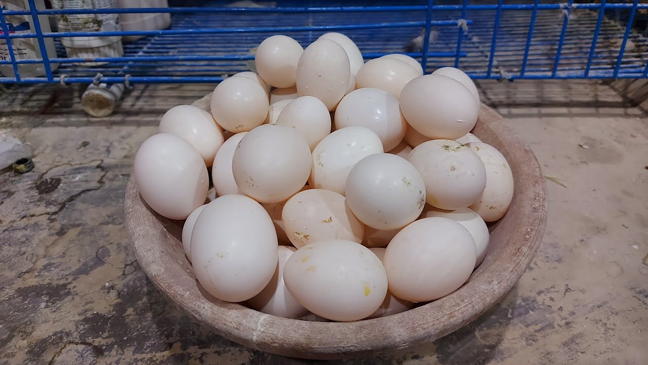 زياده بيض الحمام بأقوي محفز خصوبه