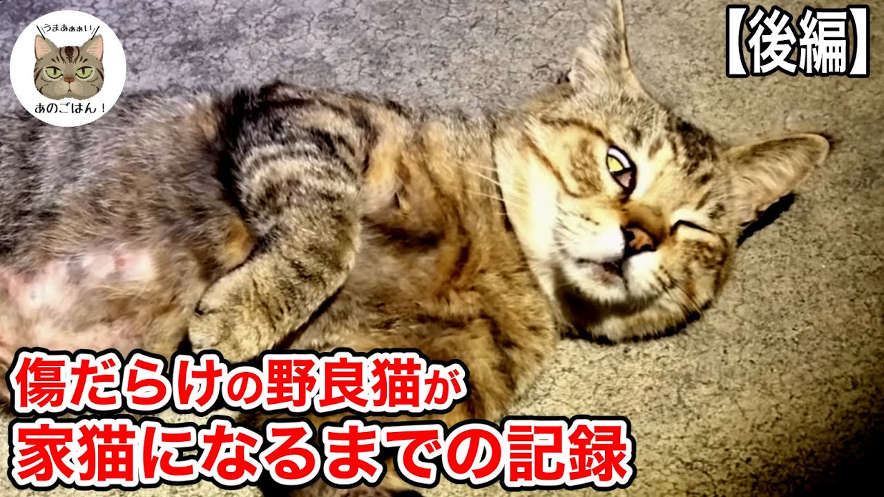 【プレミア公開】後編「野良猫から家猫へ」野良歴8年ケガでボロボロだった腹ぺこ猫が幸せになるまでの記録ーHe's been a stray cat for eight years.