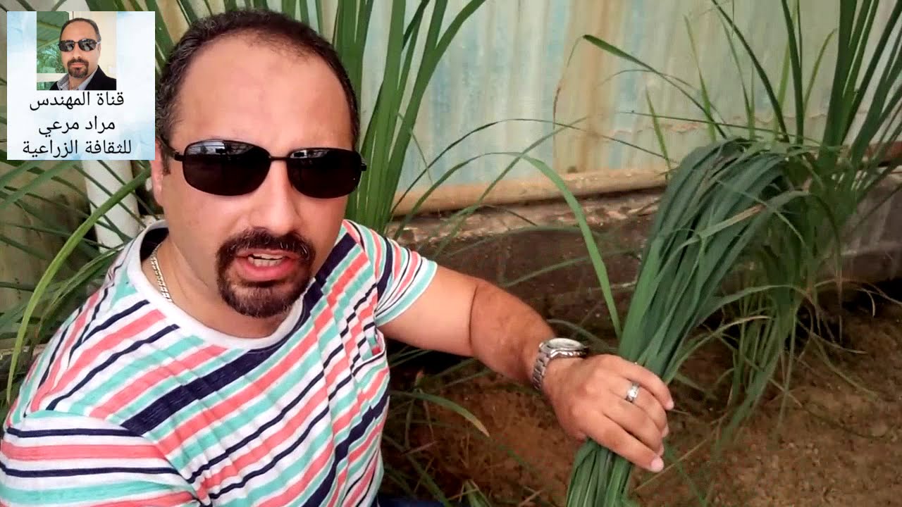 حشيشة الليمون طرق تكاثر وتسميد ورى وفوائد صحيةCymbopogon  حلقة 43