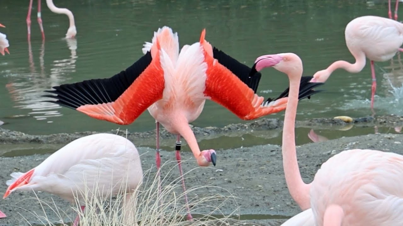 Unterhaltung mit Rosaflamingos / European Flamingo entertainment