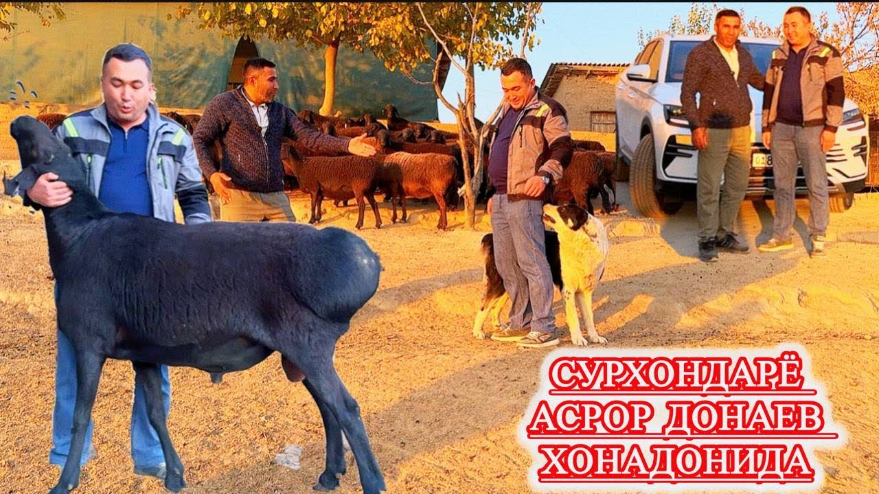 Қўйлардаги оқсоқ касали хамда бола ташлаш сабаблари нима ва даволаш усуллари қанақа??