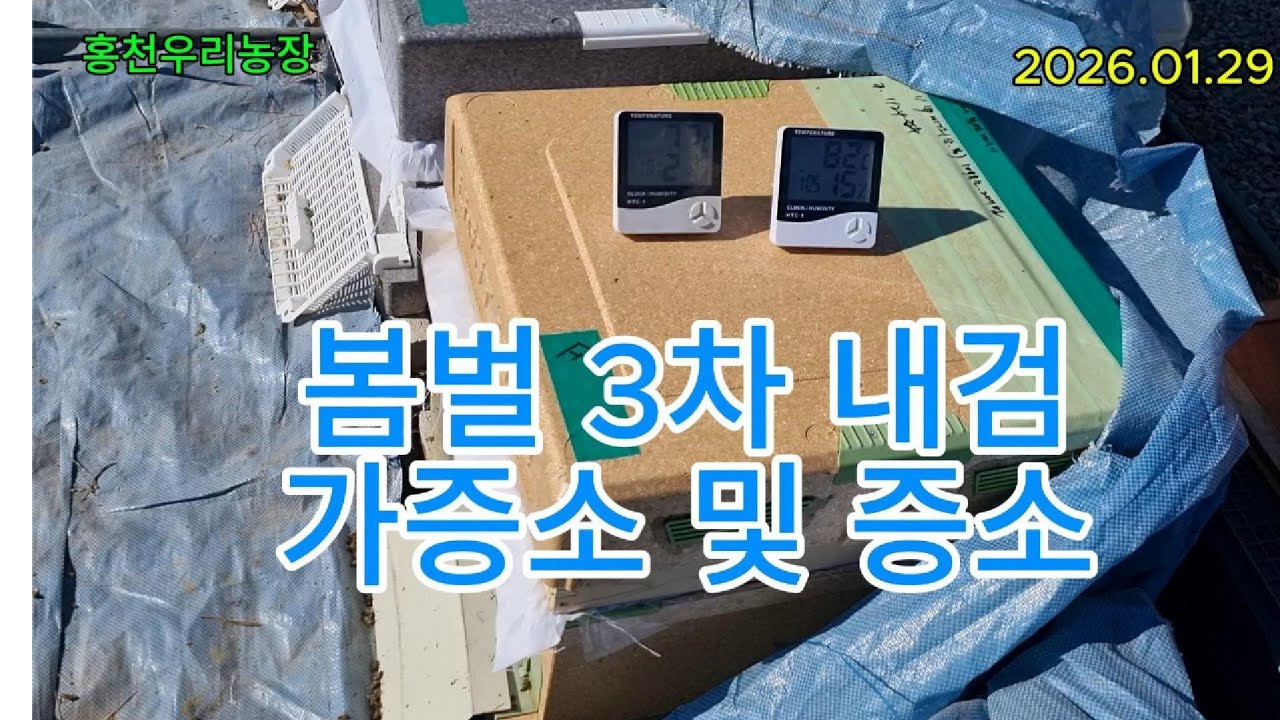 [겅원도 홍천] - 4. 전기가온, 봄벌 38일째 내검, 증소 및 가증소(26.01.29)