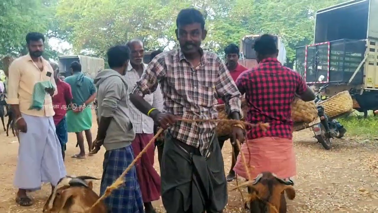 கடையம் சந்தை | கடையம் ஆட்டு சந்தை | கடையம் மாட்டு சந்தை #ram_aattu_sandhai