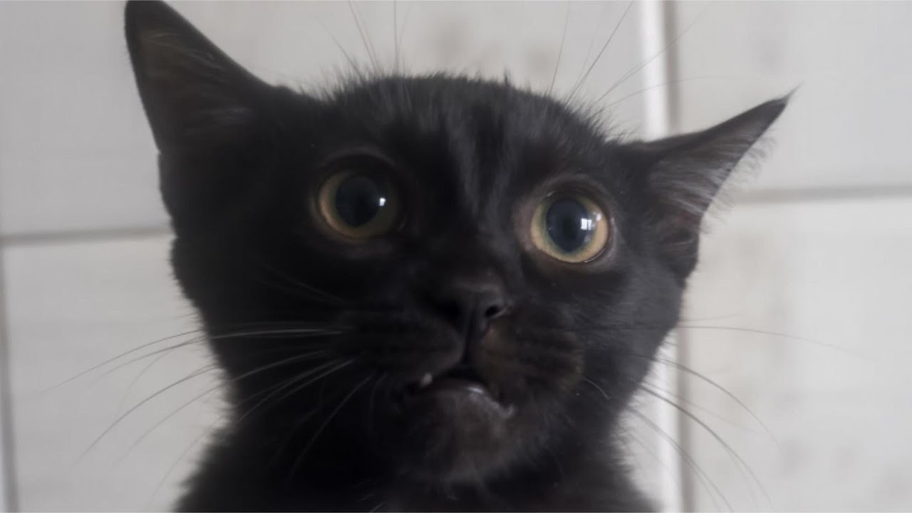 Cats Being Goofy 🤣 The Cat Spoke At The Vet! (Is He Pregnant?)