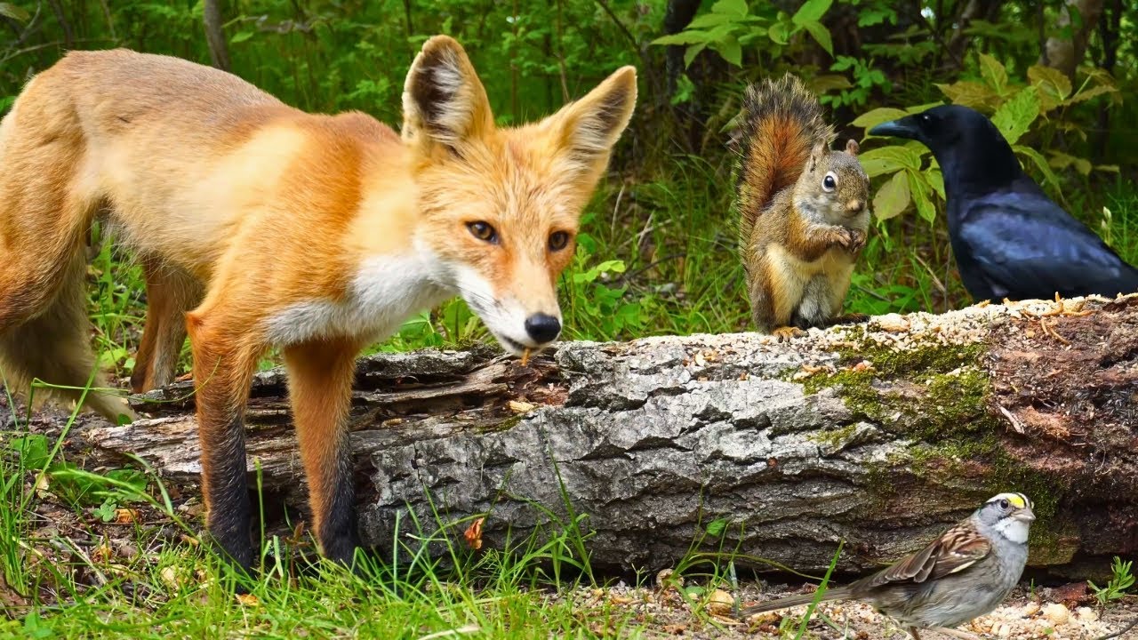 Cat TV & Dog TV - Wildlife Watch With Fox, Squirrel, and Birds 🦊 Relaxing Nature for Pets & People