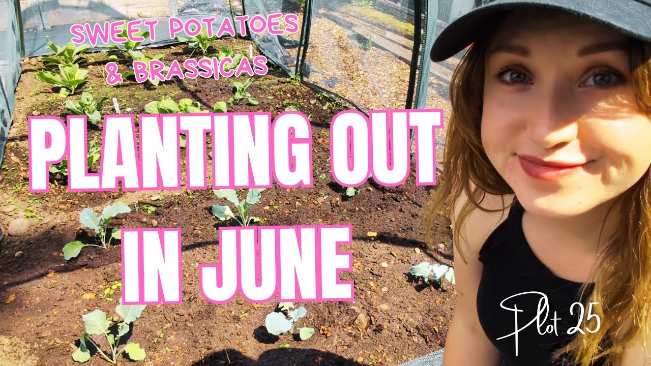 Sweet Potatoes & Brassicas! || Planting in June || Allotment Vlog || Allotment Gardening UK