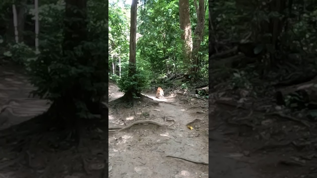 Дикая обезьянка в джунглях. Канчанабури. Таиланд | Wild monkey in the jungle. Kanchanaburi. Thailand