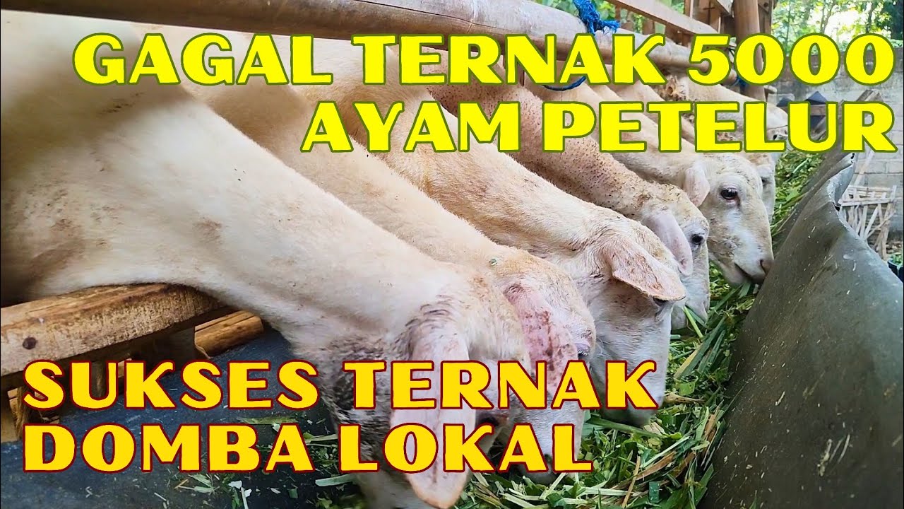 TERNAK DOMBA LOKAL FULL HIJAUAN⁉️APAKAH BISA SUKSES??