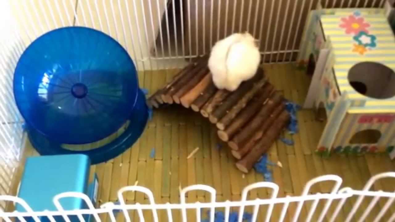 My pudding pearl hamster playing in his new playground.