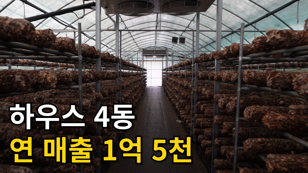 표고버섯 1년에 8번 수확해서 연 매출 1억 5천만원...!