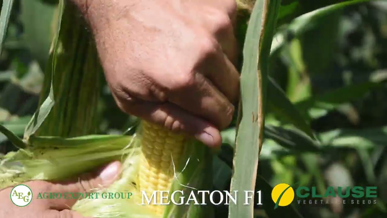 100 миллион сўм даромад 100 кунда. Ширин макка Megaton F1 / AGRO EXPORT GROUP