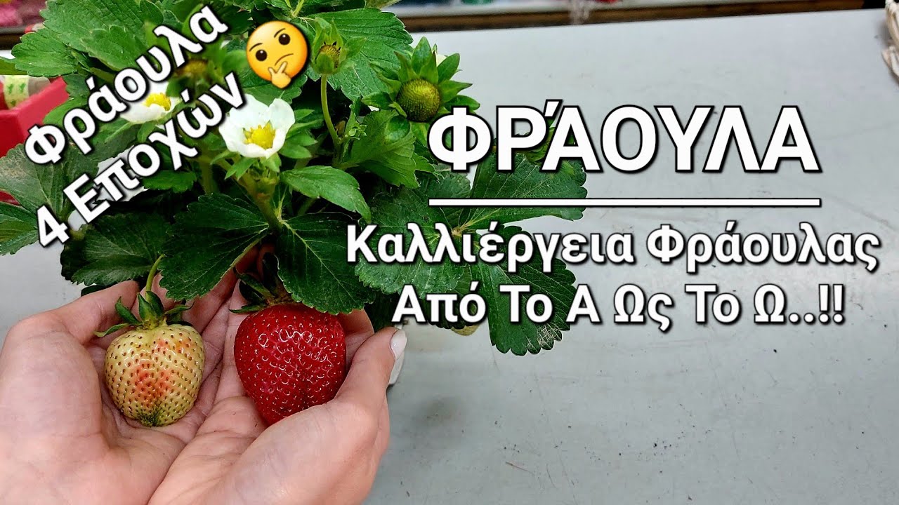 ΦΡΆΟΥΛΑ: Συμβουλές Και Πληροφορίες Για Την Καλλιέργεια Φράουλας Από Το Α ως το Ω #Φράουλα #φράουλες