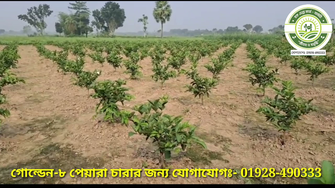 গোল্ডেন-৮ পেয়ারা গাছে সঠিক সময়ে পেয়ারা রাখার নিয়ম জানুনঃ-