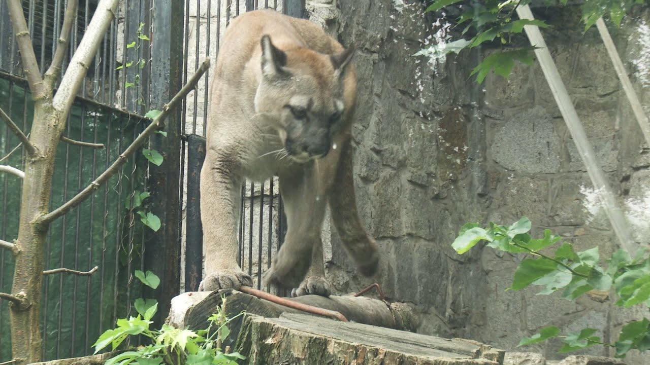 NUBIA W CHORZOWSKIM ZOO