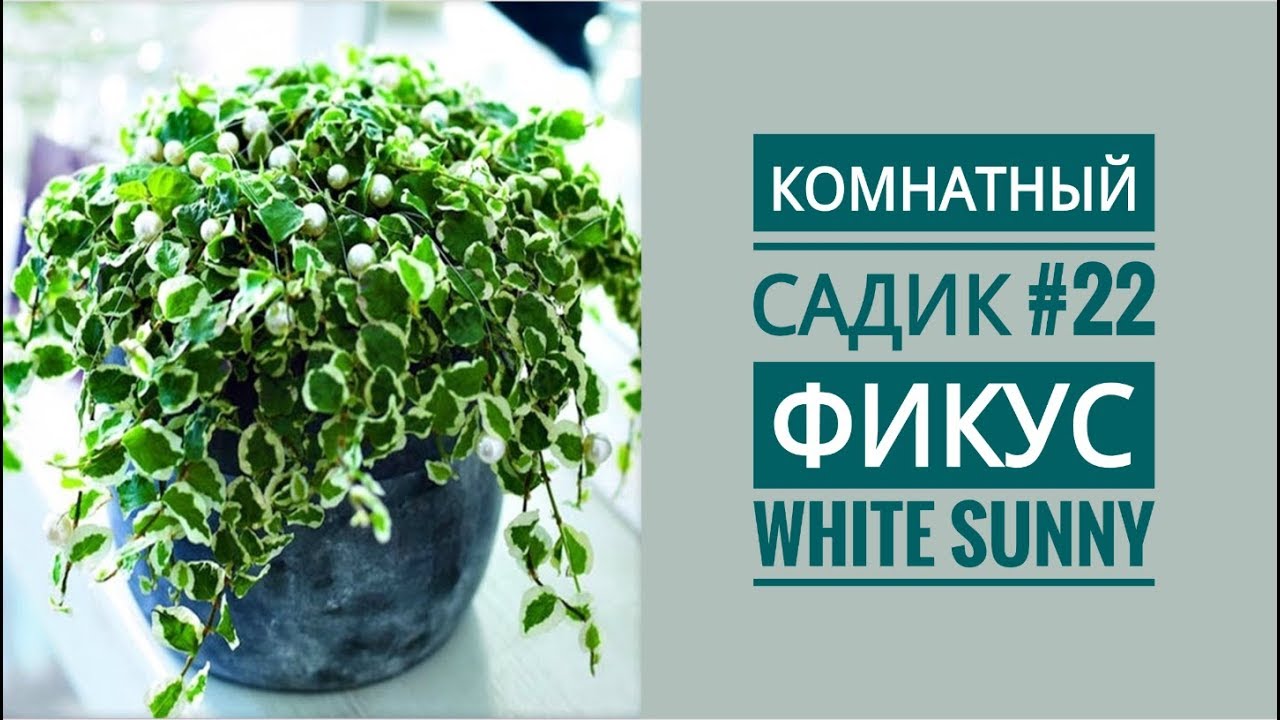 Комнатный садик #22 // ФИКУС  Pumila White Sunny // Пересадка