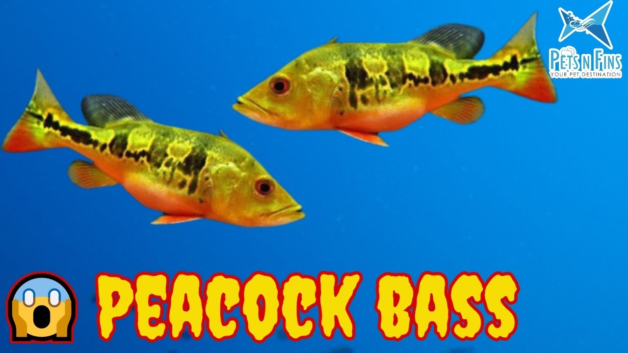 ഇങ്ങനെയും ഒരു ഭീകരൻ 😱 My New Exotic Pets 2 Peacock Bass (Cichla ocellaris), Monster Predatory Tank🐬💪