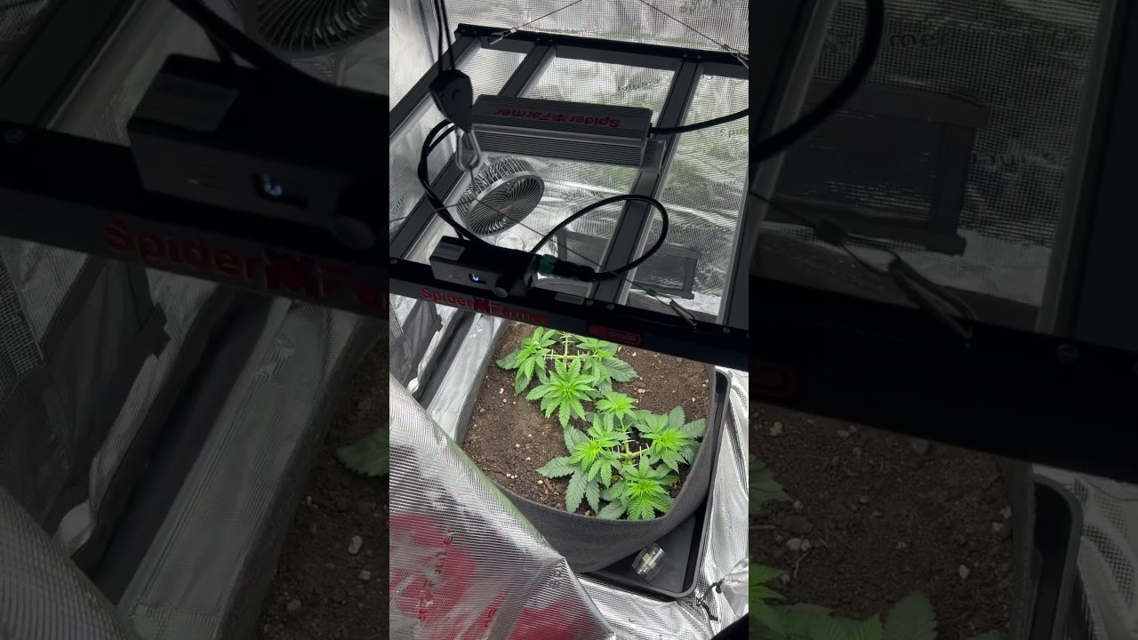 Day 35 of Mile High Dave Dantes Inferno & lh2p lst Training #weed #grow #plants #indoorgrowing