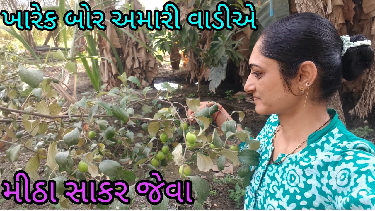 ઘર ના મીઠા બોર 🌿🏡 village fruit 🍑🍓 ગામડું 🌿
