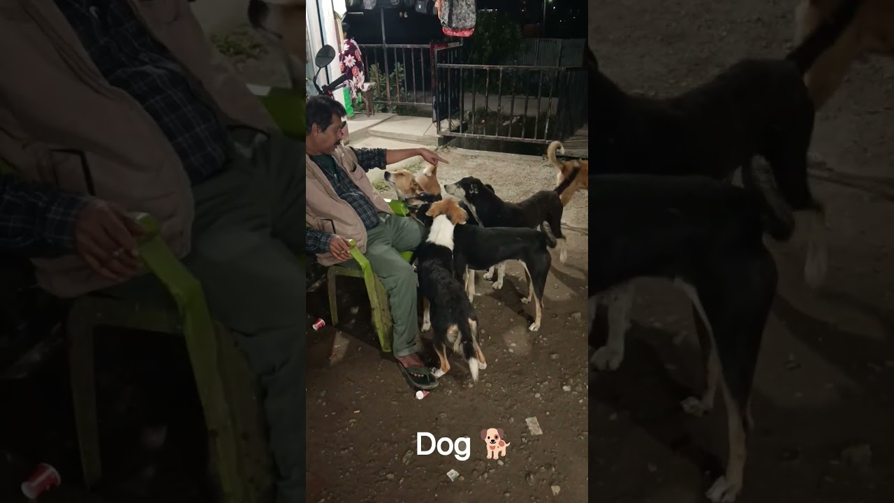 Dog lovers 🐕 