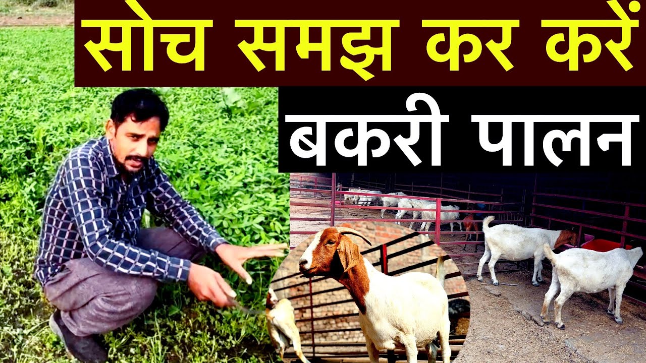 बकरी पालन में सफलता के लिए इन बातों को जरूर अपनाए || success goat farming tips