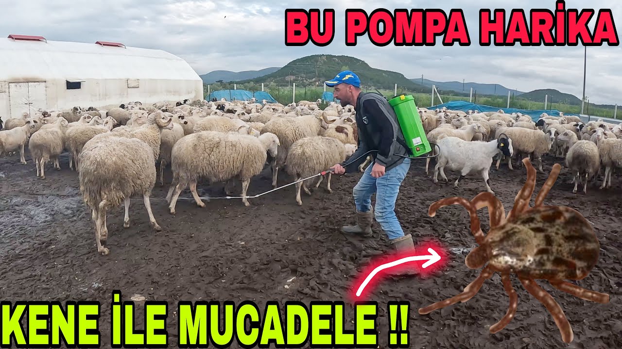BU SENE KENE ÇOK OLACAK !!!YENİ İLAÇ POMPASI ALDIM~ÇİĞER YAPALIM DEDİK YANDI !!