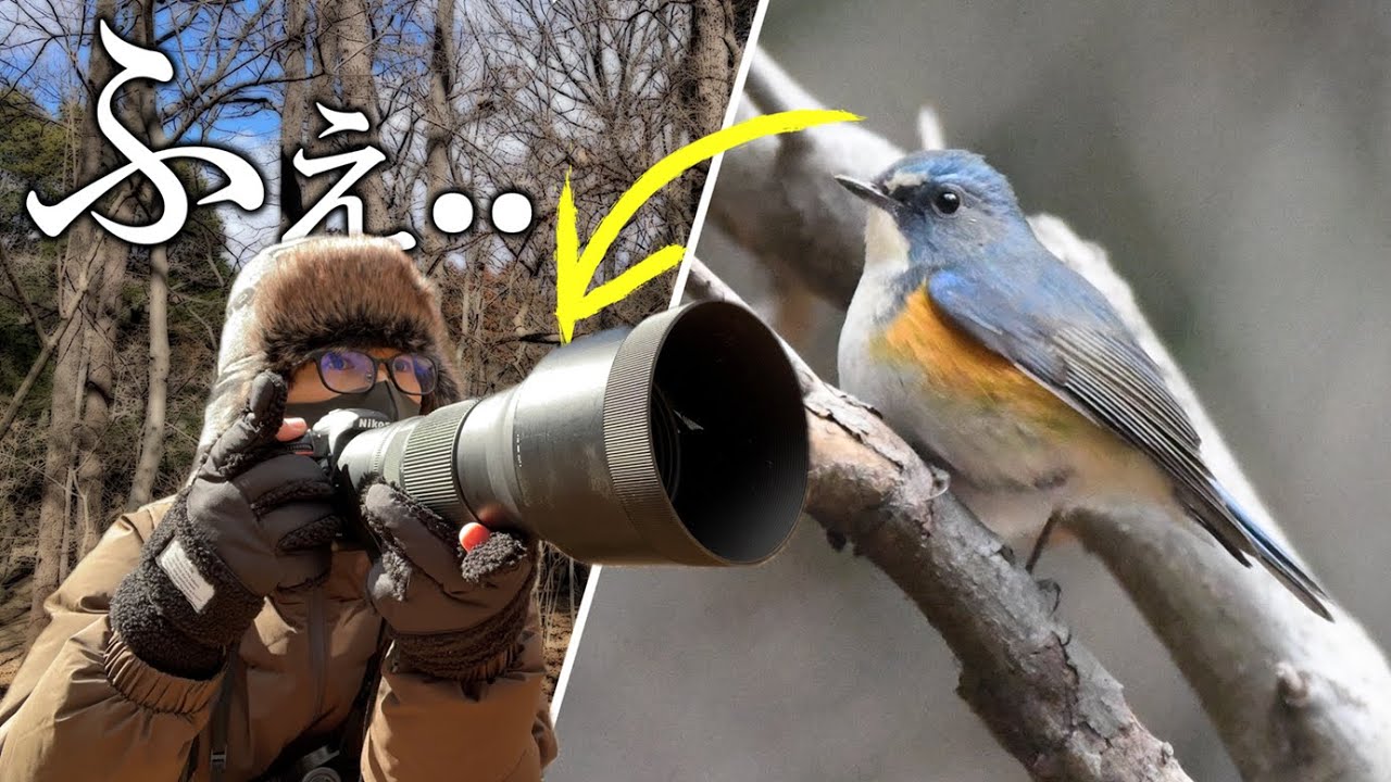 野鳥が逃げる？座って待つだけでこんな写真が撮れますよ【Nikon P950＆D500撮影】