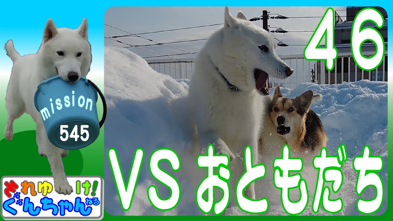 ぐんちゃんvsおともだち46