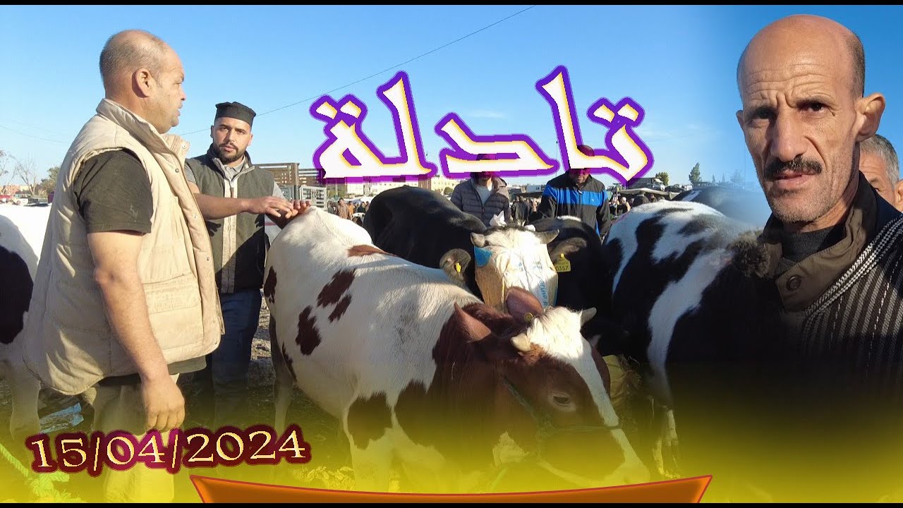 رحبة البقري  من #سوق  قصبة تادلة بني ملال 15/04/2024 #المواشي #حولي #عيد_الأضحى