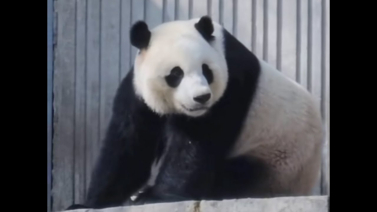 Xiao Qi Ji's exhibits on 01/19 and 01/20 in China 小奇迹1月19和20日出外场视频 #panda