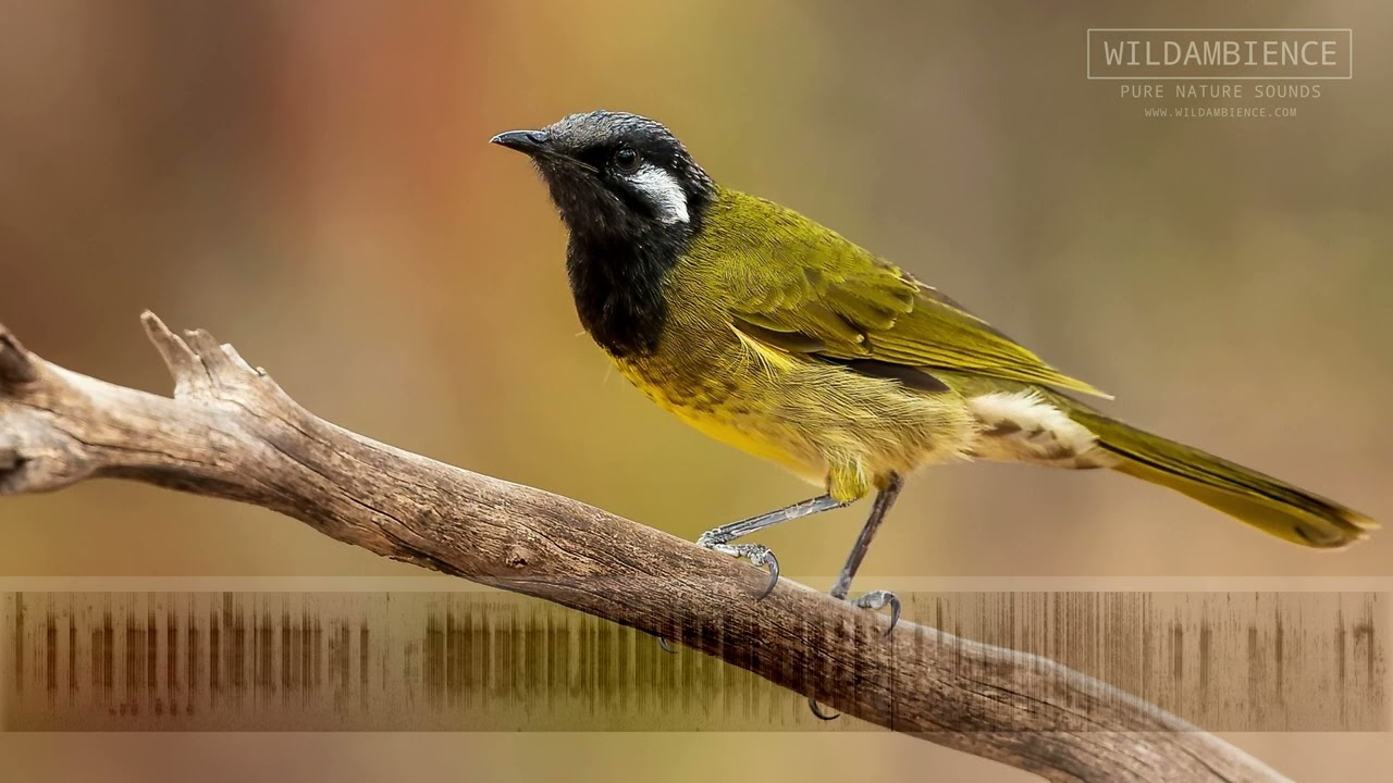 White-eared Honeyeater Sounds & Calls