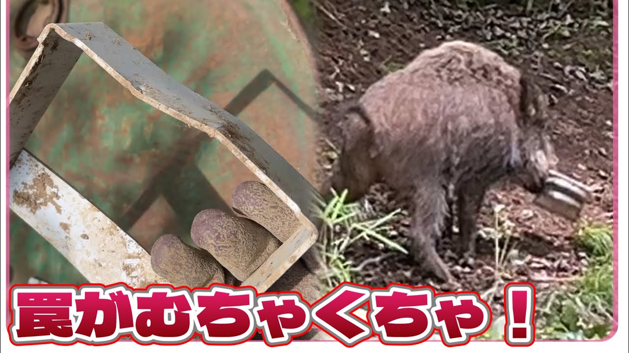 イノシシを獲って止め刺しするだけ#狩猟