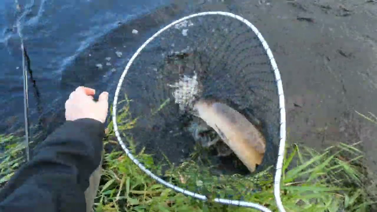 River Feale Salmon Fishing August 2024 - part 2