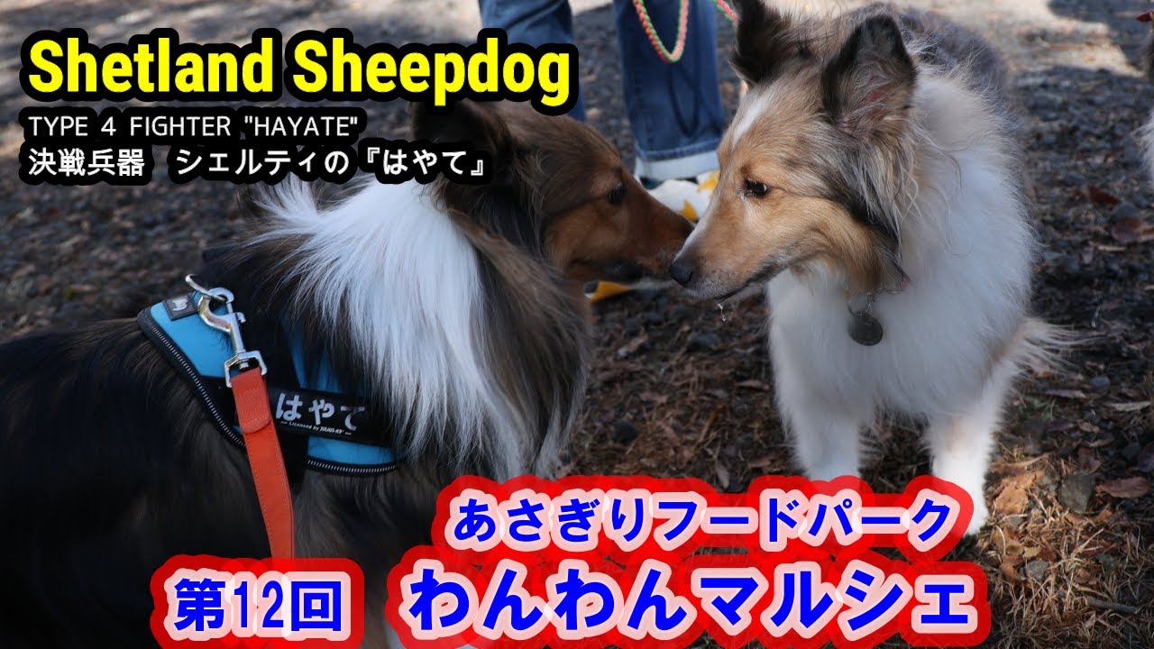 シェルティ はやて 117 わんわんマルシェ　あさぎりフードーパーク