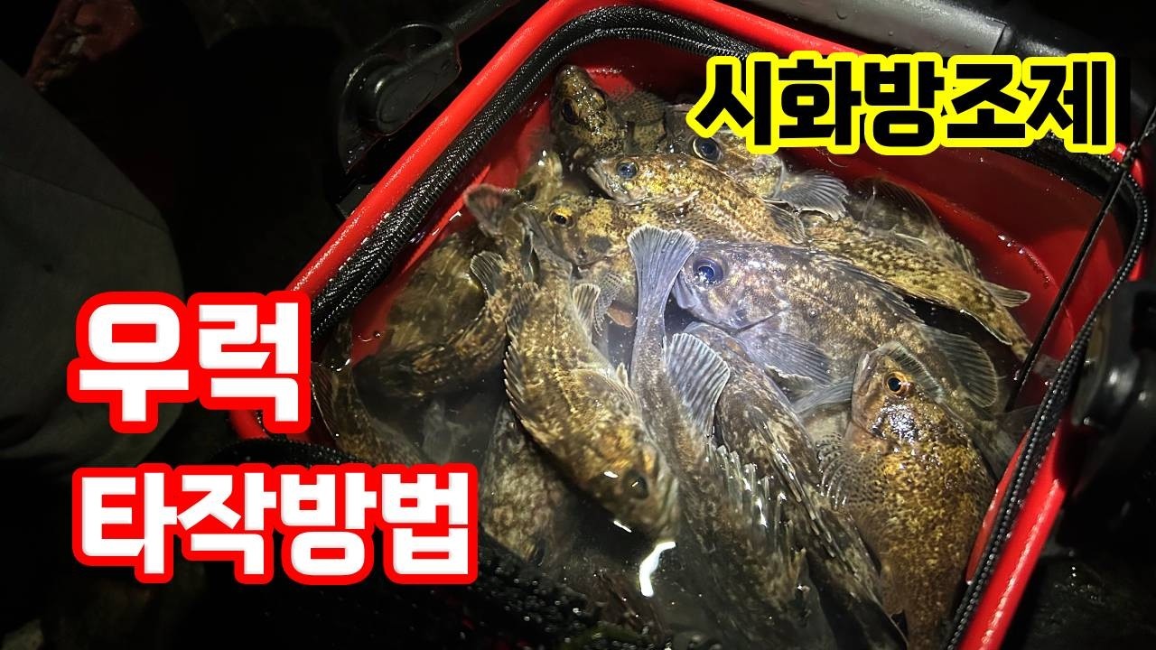 시화방조제 | 우럭 타작하는 방법