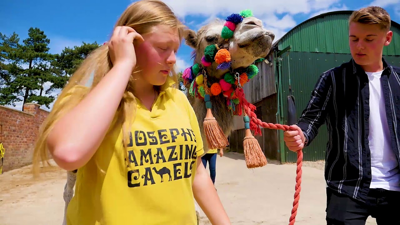 Joseph's Amazing Camels | George Hancorn